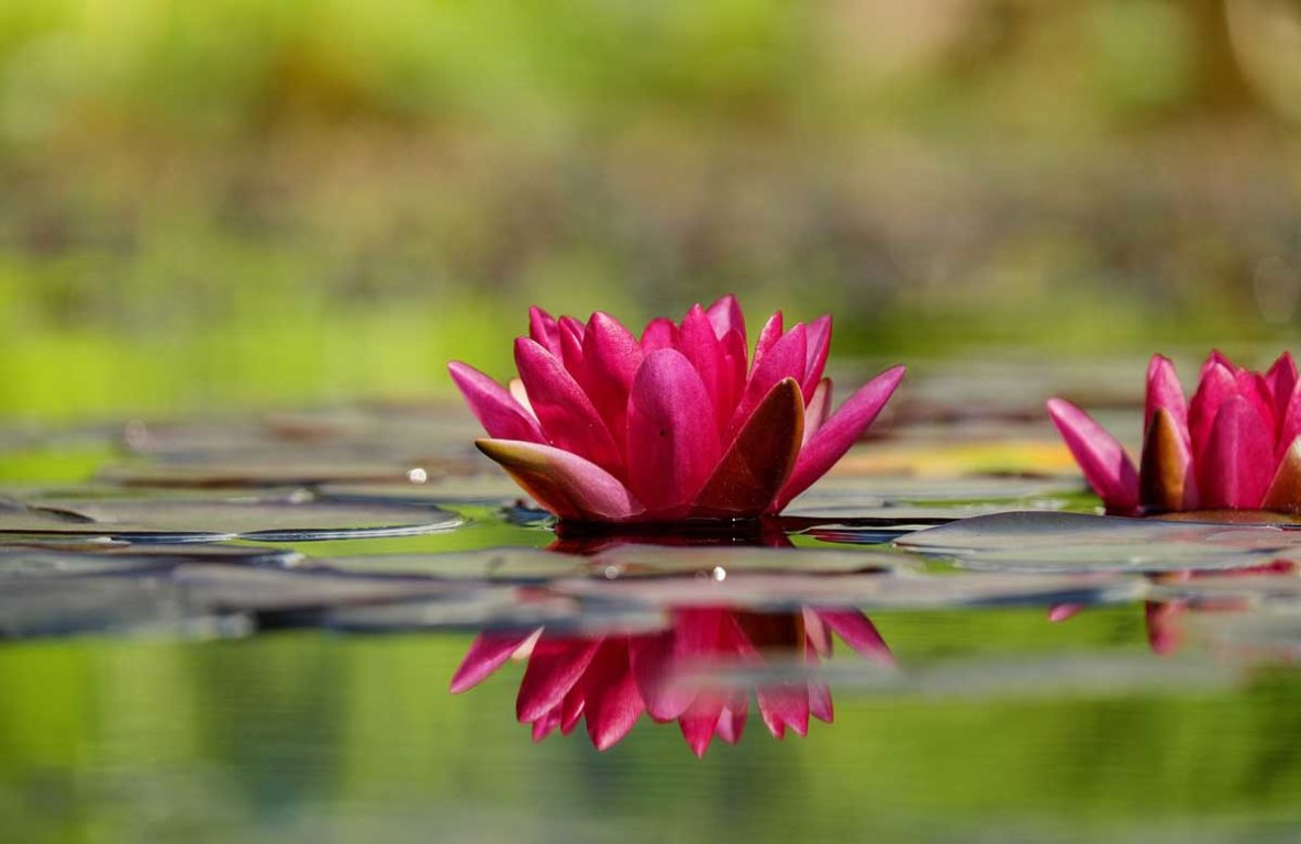 Water Lilly Blooms